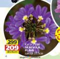 Flora Ekspres Skaevola plava saksija 10,5 cm