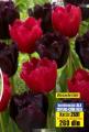 Flora Ekspres Lala kombinacija crveno-crne rese 2+2 lukovice