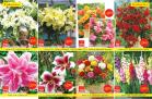 Flora ekspres katalog rasprodaja leto 2018 Katalog Flora ekspres katalog rasprodaja leto 2018