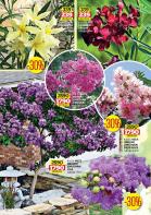 Akcija Flora Ekspres rasprodaja leto 2015 24728