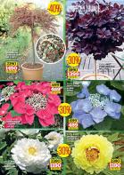 Akcija Flora Ekspres rasprodaja leto 2015 24739