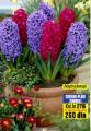 Flora Ekspres Zumbul crveno-plavi 4 lukovice