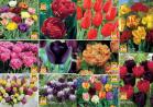 Akcija Floraekspres katalog cveća - rasprodaja novembar 2015 31195
