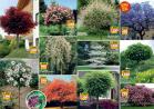 Akcija Floraekspres katalog cveća - rasprodaja novembar 2015 31199