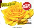 Flora Ekspres Ruža Čajevka Marko Polo