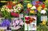 Akcija Floraekspres katalog sadnica proleće 2016 37151