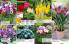 Akcija Floraekspres katalog sadnica proleće 2016 37152