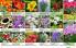 Akcija Floraekspres katalog sadnica proleće 2016 37159