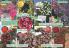 Akcija Katalog Flora Ekspres proleće 2017 51055