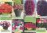 Akcija Katalog Flora Ekspres proleće 2017 51061