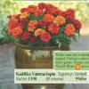 Flora Ekspres Flora Ekspres Kadifica Flora Ekspres Flora Ekspres Kadifica